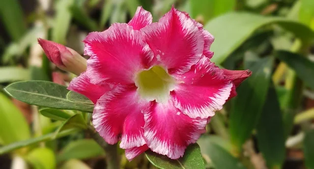  Como Cuidar da Rosa do Deserto: Guia Completo para Iniciantes