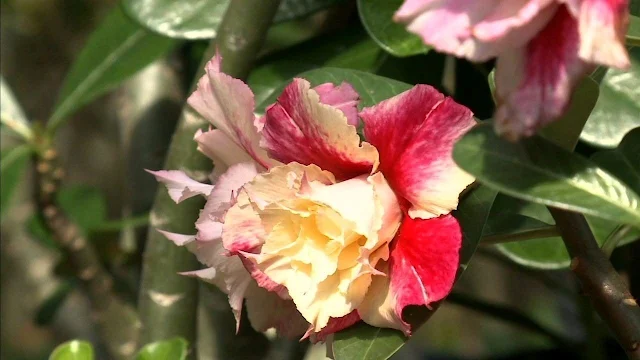 5 produtos que não podem faltar para quem cultiva rosa do deserto