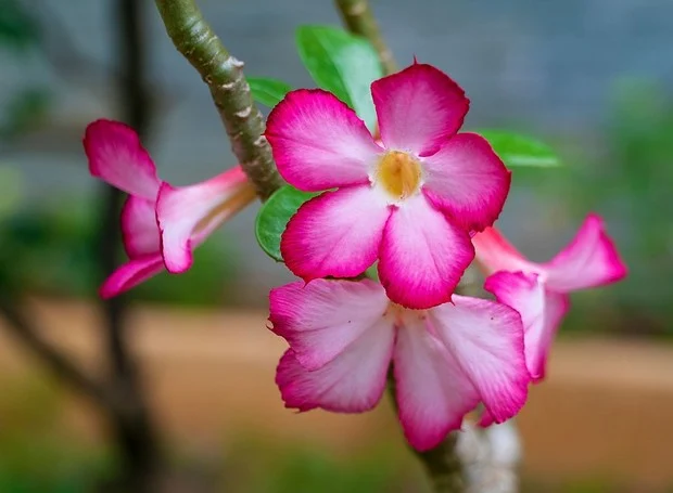 Rosa do Deserto: Tudo o que Você Precisa Saber para Cultivar essa Planta Maravilhosa