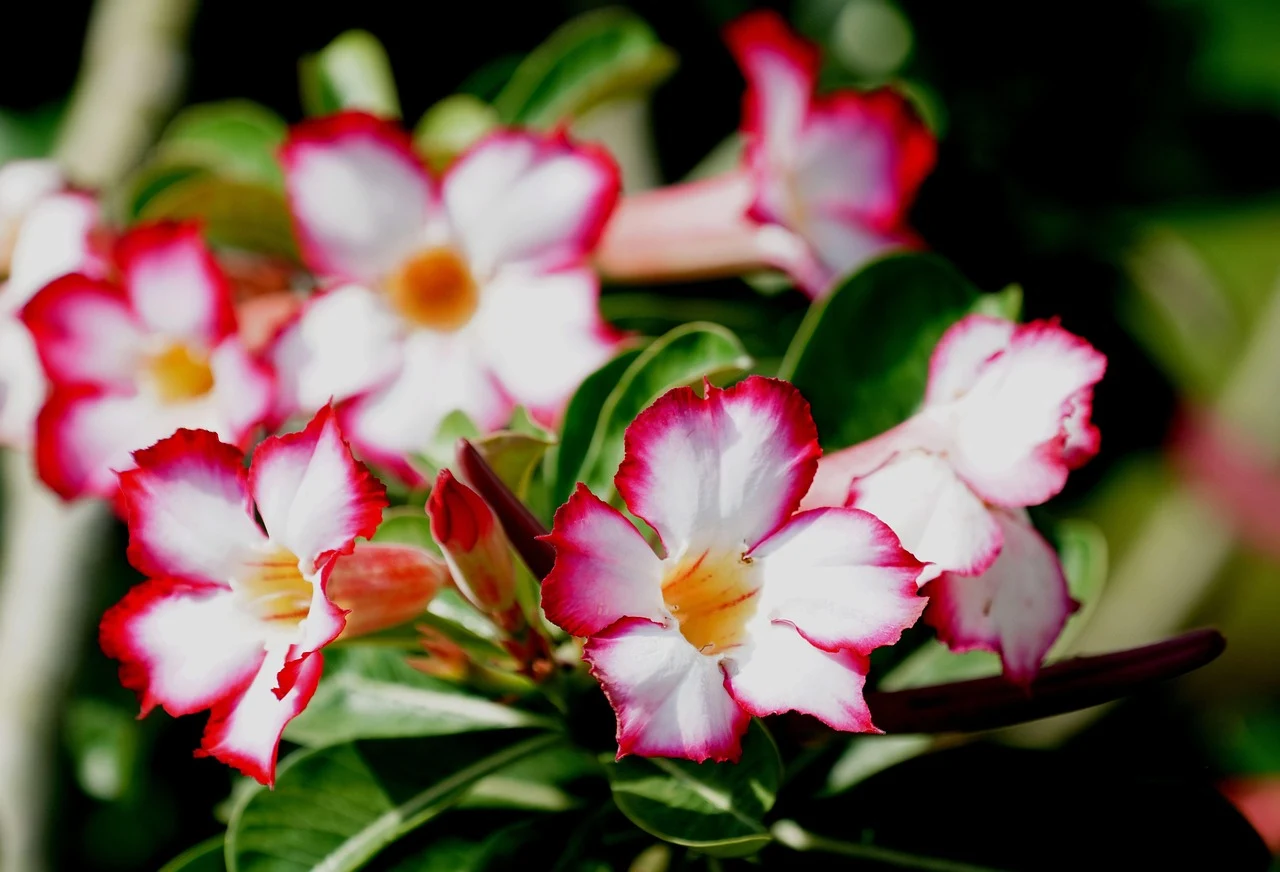 Como Fazer Enxerto em Rosa do Deserto: Passo a Passo Completo para Obter Flores Incríveis